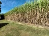 169 Bradfords Road, Septimus, Qld 4754-Image