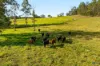 1695 Upper Mongogarie Road, Mongogarie, NSW 2470-Image