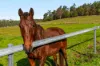 1695 Upper Mongogarie Road, Mongogarie, NSW 2470-Image