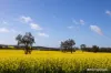 1722 Williams-Darkan Road, Williams, WA 6391-Image
