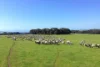 1730 Willson River Road, Porky Flat, SA 5222