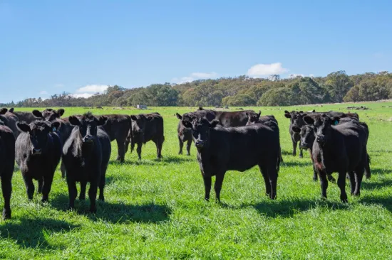 1744 Brawlin Road, Cootamundra, NSW 2590