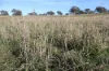 1744 Brawlin Road, Cootamundra, NSW 2590-Image