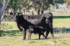 1744 Brawlin Road, Cootamundra, NSW 2590-Image