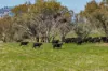 1744 Brawlin Road, Cootamundra, NSW 2590-Image