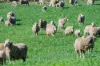 1744 Brawlin Road, Cootamundra, NSW 2590-Image