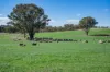 1744 Brawlin Road, Cootamundra, NSW 2590-Image