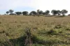 1744 Brawlin Road, Cootamundra, NSW 2590-Image