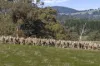 177 Steens Road, Boho South, Vic 3669-Image