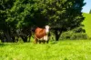 182 Punkalla Tilba Road, Central Tilba, NSW 2546-Image