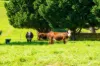 182 Punkalla Tilba Road, Central Tilba, NSW 2546-Image
