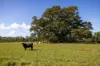 18220 & 18146 Pacific Highway, JONES ISLAND NSW 2430-Image