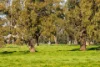 1834-1952 Oura Road, Oura, NSW 2650-Image