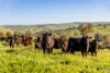 1834-1952 Oura Road, Oura, NSW 2650-Image
