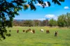185 Jingellic Road, Holbrook, NSW 2644-Image