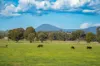 185 Jingellic Road, Holbrook, NSW 2644-Image