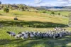 185 Trout Farm Road, Wyangala, NSW 2808-Image