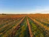 186 Ferngrove Road, Frankland River WA 6396-Image