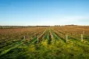 186 Ferngrove Road, Frankland River WA 6396-Image