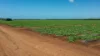 190 Riverview Road, Calavos QLD 4670-Image