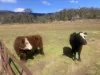 1950 FLAGGS ROAD, Gungal, NSW 2333-Image