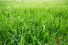 19563 Princes Highway, Kingston Se, SA 5275-Image
