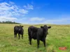 1990 Phillip Island Road, Cowes, Vic 3922-Image