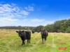 1990 Phillip Island Road, Cowes, Vic 3922-Image
