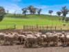 2056 Benalla-Yarrawona Road, Bungeet West VIC 3726-Image
