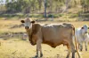 2059 Wivenhoe Somerset Road, Bryden QLD 4312-Image