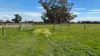 2123 Bangham Road, Bangham, SA 5268-Image