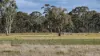 2123, Bangham SA 5268-Image