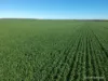 2174 Nanekine Road, Mingenew, WA 6522