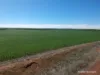 2174 Nanekine Road, Mingenew, WA 6522-Image