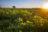 21R Nantilla Road, Ballimore, NSW 2830-Image