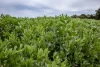 220 Bournes Road, Bool Lagoon, SA 5271-Image