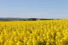 220 Schobers Road, Auburn, SA 5451-Image