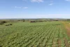 220 Schobers Road, Auburn, SA 5451-Image