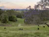 220 Upper Stratheden Road, Kyogle, NSW 2474-Image