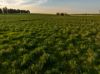 2214, Coolamon NSW 2701-Image