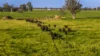 221R Narromine Road, Dubbo, NSW 2830-Image