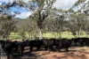 223 Rodwells Road, Murga, NSW 2864-Image