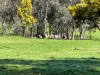 223 Rodwells Road, Murga, NSW 2864-Image