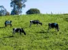 2230 Main Neerim Road, Neerim South, Vic 3831-Image