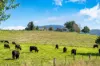 227 Besley Lane, Kergunyah, Vic 3691-Image