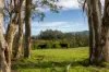 229 Wattley Hill Road, Wootton, NSW 2423