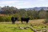229 Wattley Hill Road, Wootton, NSW 2423-Image