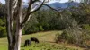 229 Wattley Hill Road, Wootton, NSW 2423-Image