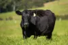 230 Emersons Road, Dorrigo NSW 2453-Image