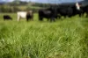 230 Emersons Road, Dorrigo NSW 2453-Image